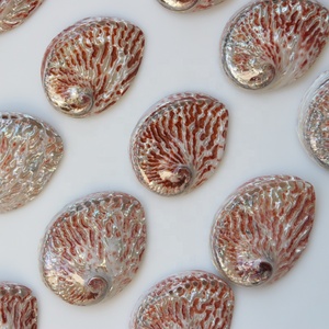 10-13cm Polishing Red Abalone <strong>Shell</strong> Natural <strong>Shell</strong>&amp;Conch Home Decoration Wedding Landscape Decoration Burning Sage <strong>Shell</strong> - Product Image 4