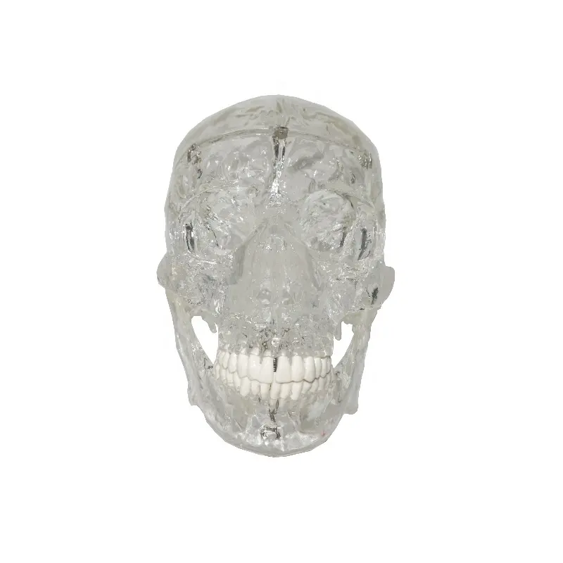 Modelo de anatomia do crânio humano transparente,
