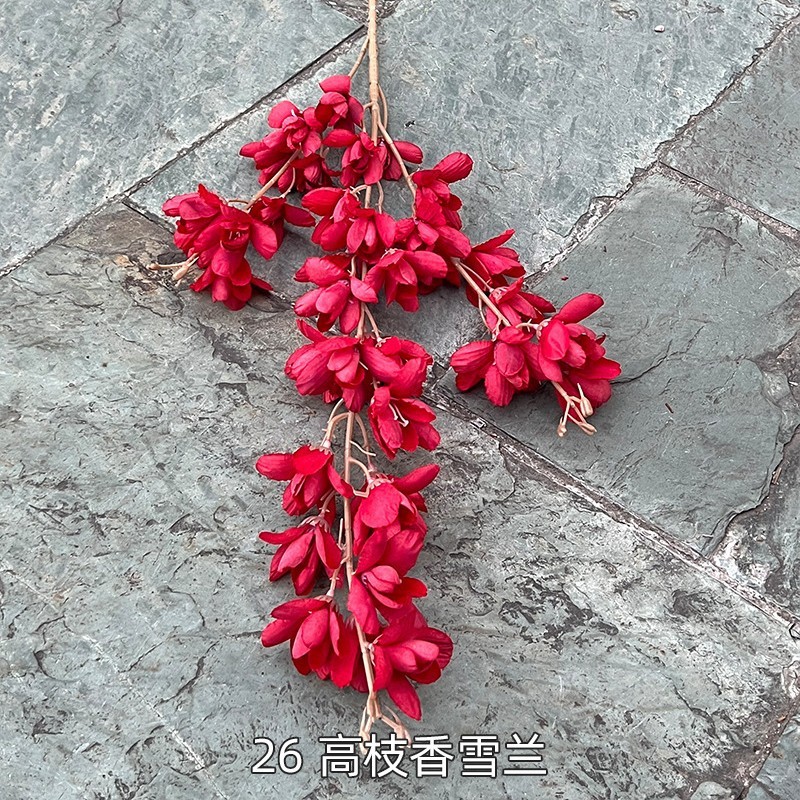 12# Rouge, 26 orchidées des neiges parfumées à branches hautes rouges