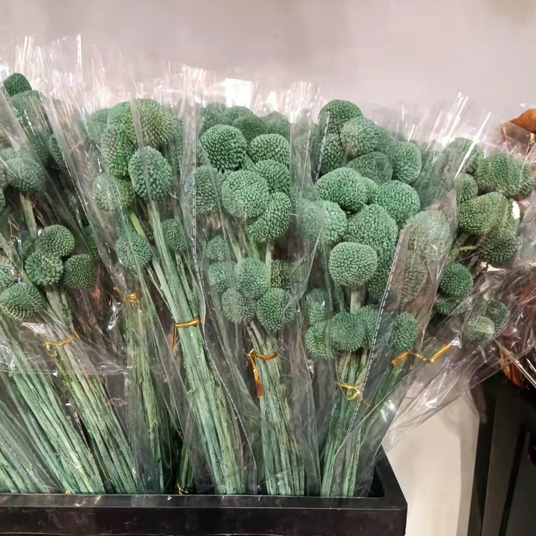 Mint