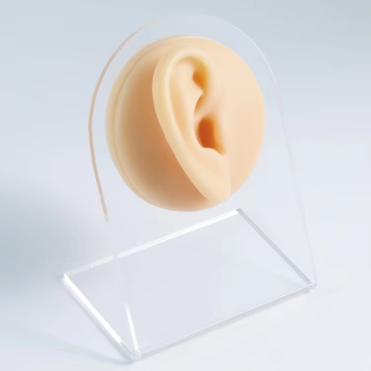 flesh right ear(with display stand)