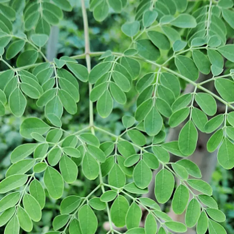 Estratto vegetale colorante alimentare all'ingrosso estratto di foglie di Moringa in polvere polvere di foglie di Moringa Oleifera