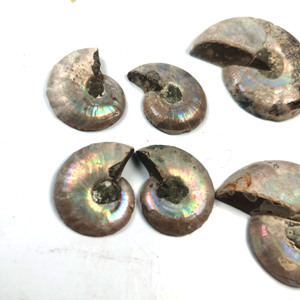 Un par de fósiles de concha en rodajas para hacer colgantes, fósil de amonita arcoíris, espécimen fósil de concha de caracol - Product Image 5