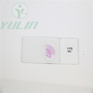 Entomología microscopio diapositivas preparadas para la Escuela de Medicina de enseñanza - Product Image 6