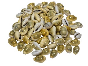 (ADAM) EXCELLENT PRODUCT to DECORATE/ GOLDEN COWIRE <strong>SHELL</strong>/ CHEAP PRICE and LARGE QUANTITY for WHOLESALE - Product Image 4