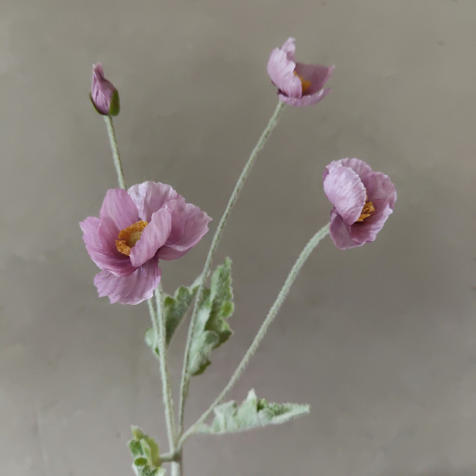 Figue violet clair