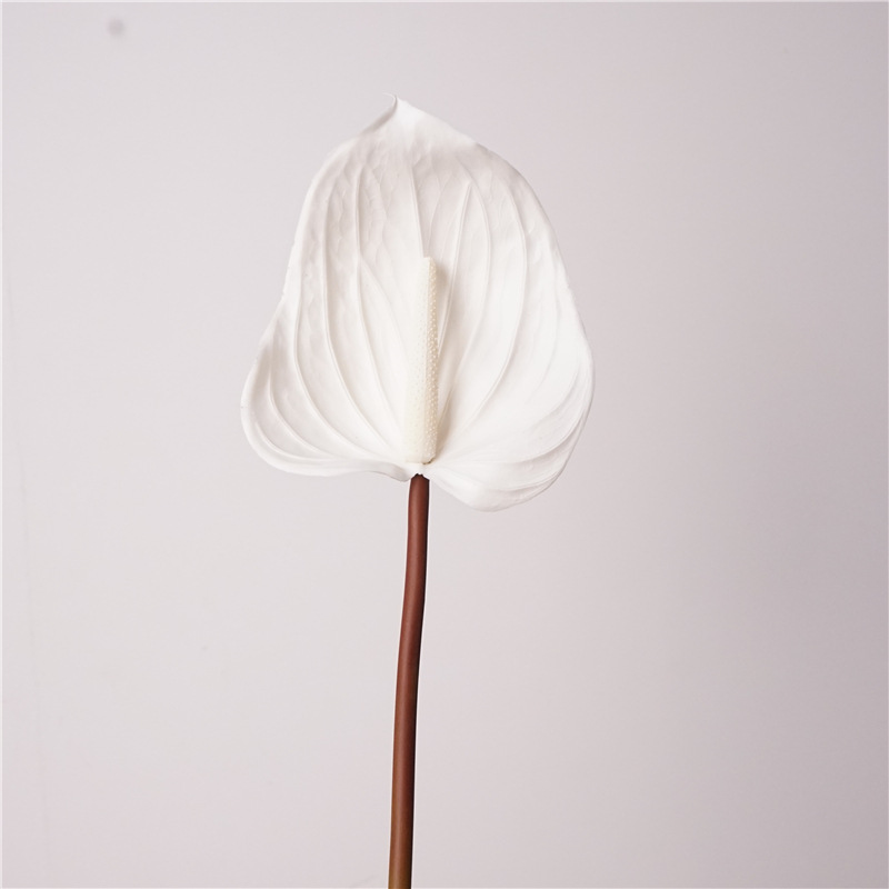 Colle douce anthurium-blanc