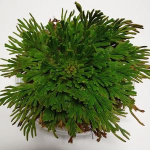 3048 Juan Bai Spike Moss全体を乾燥させたSelaginella Lepidophylla Herb Resurrection Plant <span class=keywords><strong>Rose</strong></span> <span class=keywords><strong>of</strong></span> <span class=keywords><strong>Jericho</strong></span>販売