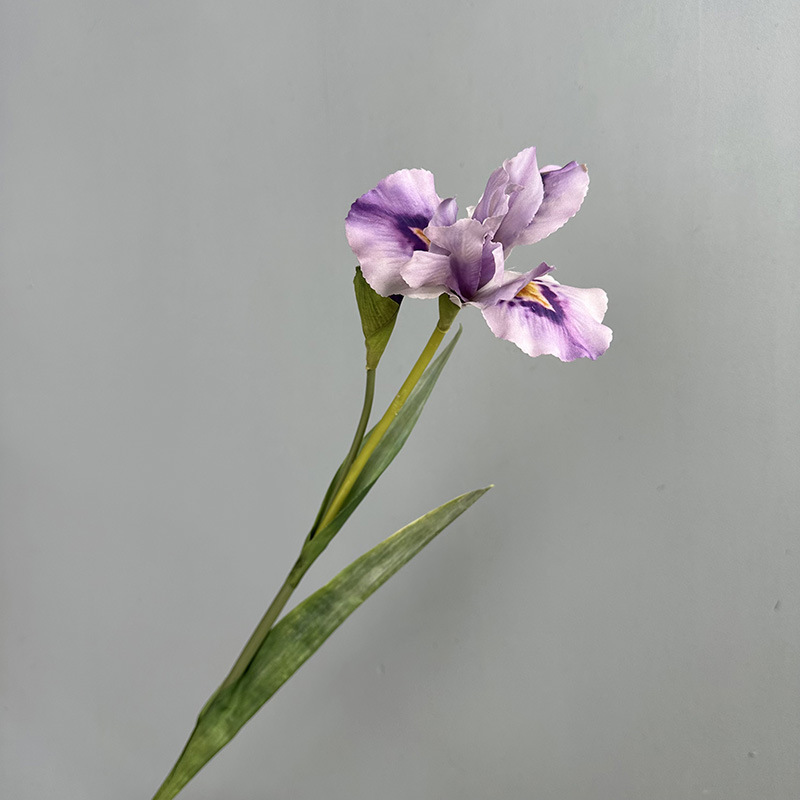 Pourpre