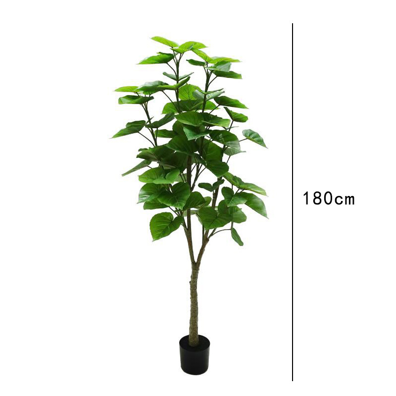 Figuière à feuilles de cœur 180cm