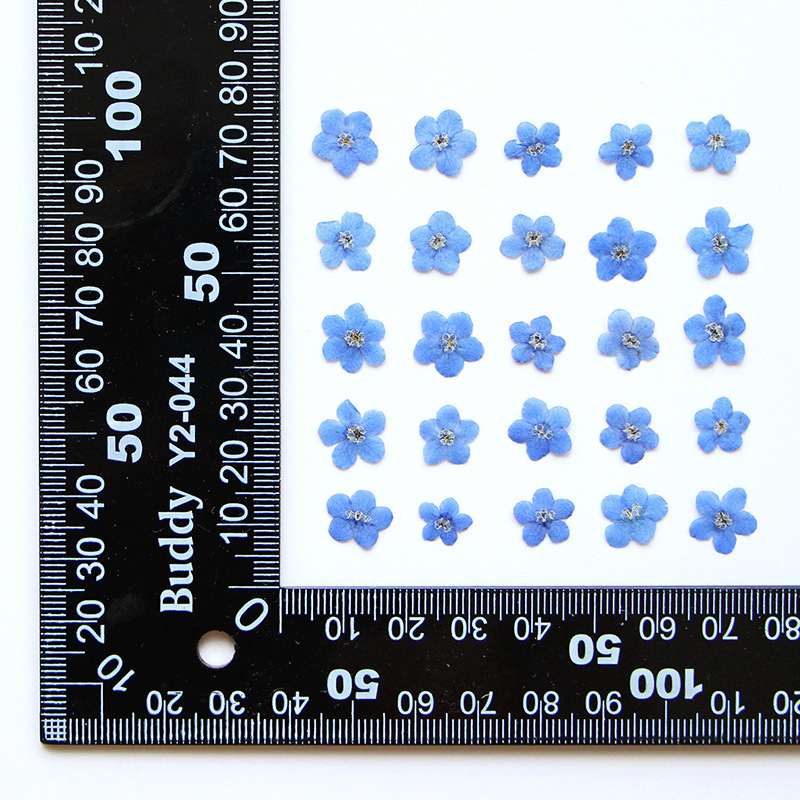Myosotis Sylvatica Bleu 1 Fleur
