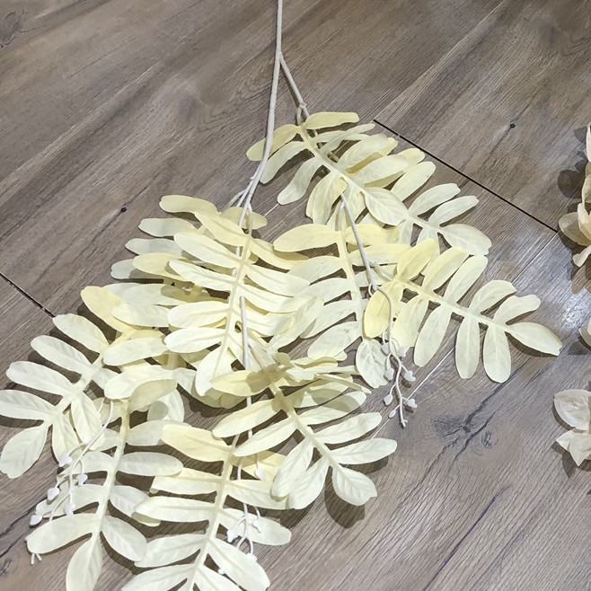 3 fork tall branches locust tree leaves champagne