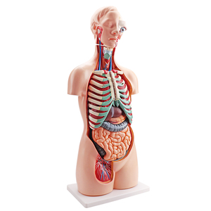 <strong>Human</strong> Anatomy Torso Model 85CM 18pcs Unisex <strong>Human</strong> Anatomy Scientific Model Unisex Torso Model