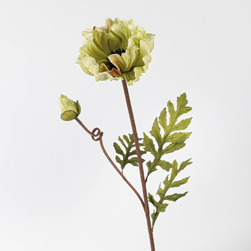 Pu une fleur un bourgeon gros coquelicot-automne vert clair