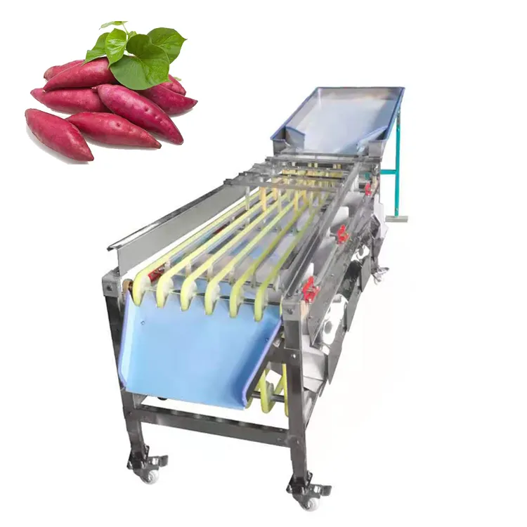 Máquina de classificação de tamanho de azeitona, frutas e vegetais frescas, batata doce, alho, máquina de seleção