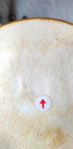 Fresco giovane cocco dal VIETNAM/diamante a forma di tutti i tipi di noci di cocco gusci Laser nome del marchio acquirente - Product Image 2