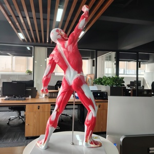 DARHMMY Medical Science Male <strong>Human</strong> Muscle Anatomical Model 50CM With <strong>1</strong> Part for Teaching - Product Image 3