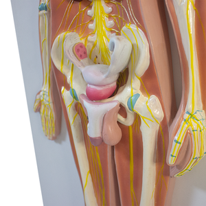 مواد SMM104 بشرية للحيوانات الأليفة لتدريس معدات الأعصاب المركزية في الدماغ والحبل الشوكي والجهاز العصبي العلوم الطبية - Product Image 4
