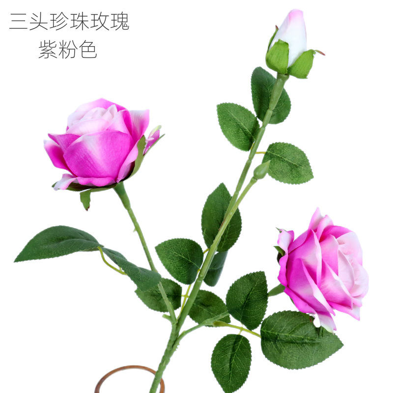 Rosa perla de tres cabezas, rosa púrpura