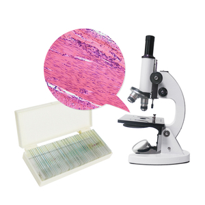 Biologischer Abschnitt Mikroskop Probe Muskelgewebe Abschnitt Glatte Muskeln Vertikale und horizontale Objektträger - Product Image 1