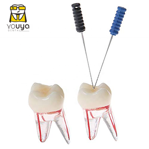 Dental Root Dentin Practice Dental Model <strong>Teeth</strong> Model <strong>Tooth</strong> Model - Product Image 4
