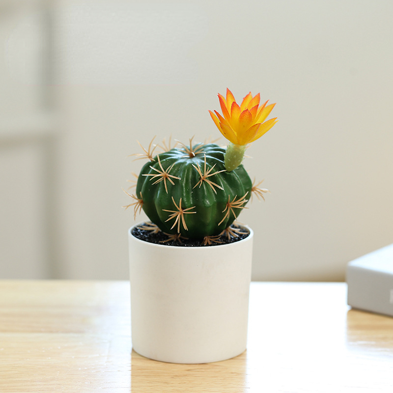 Small Pot Plant (Plastic Basin)