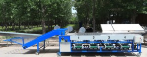 Macchina automatica ad alta efficienza per la selezione di frutta e verdura per la classificazione di aglio nuove condizioni per le industrie agricole - Product Image 2