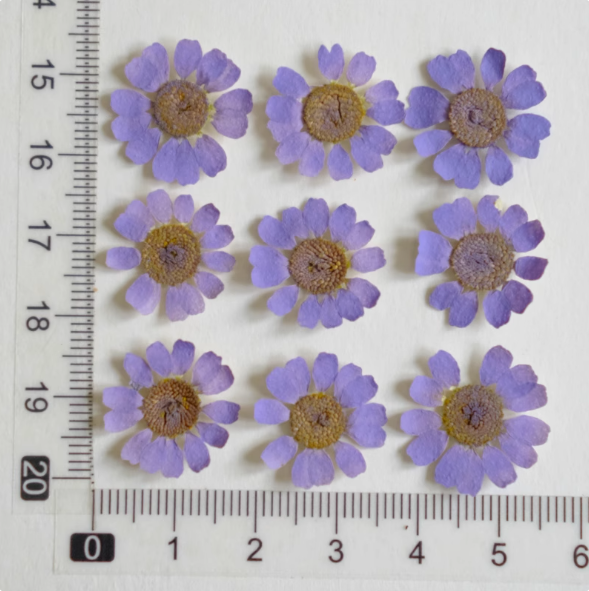 MH657-Dyed Purple-12pcs
