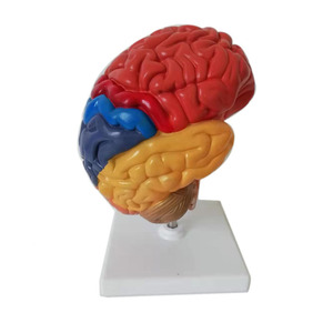 人脑医学人体解剖学彩色脑功能模型 - Product Image 3