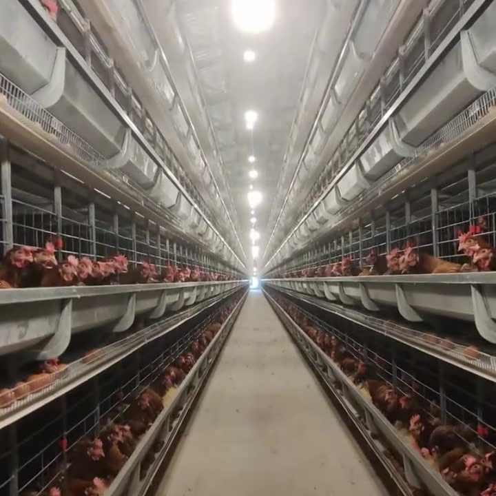 Fully Automatic Feeding System H-Type Chicken Battery Cage for Egg Layer Hens New & Used for Home Use & Farm Made of Steel