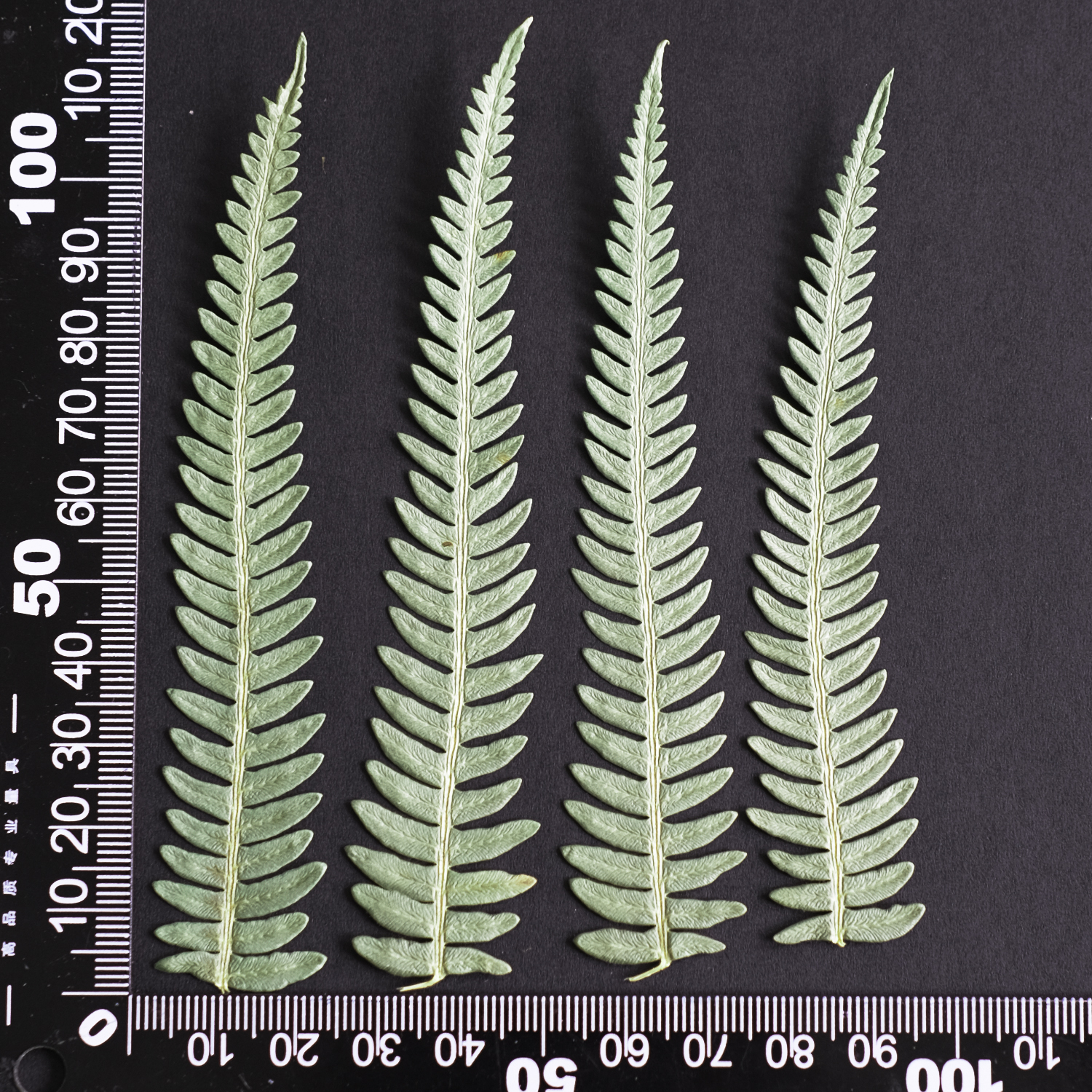 MH688 Fougère du Yunnan 10-15cm vert 12pcs