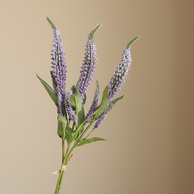 Pourpre