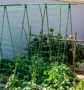 Safety Fence and Plant <strong>Trellis</strong> <strong>Net</strong> Support <strong>Net</strong> Green Color Strong Quality <strong>Net</strong> - Product Image 2