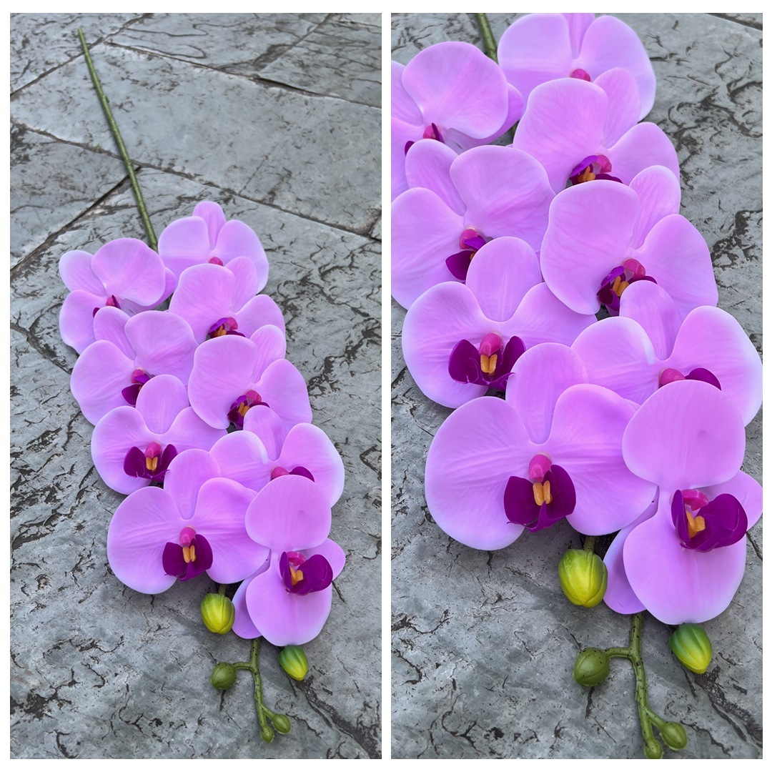 Rose violet