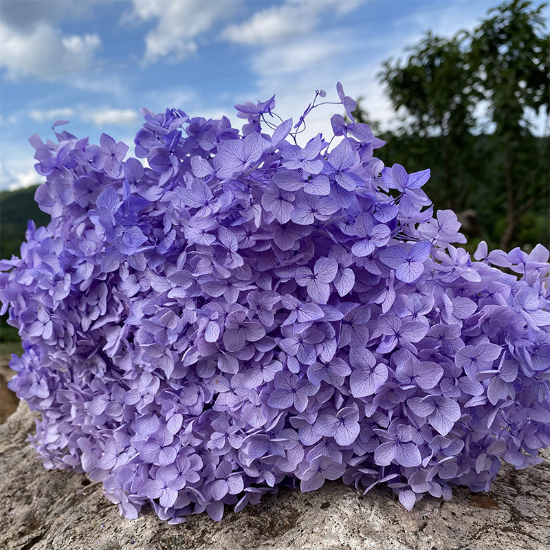 lilac colour