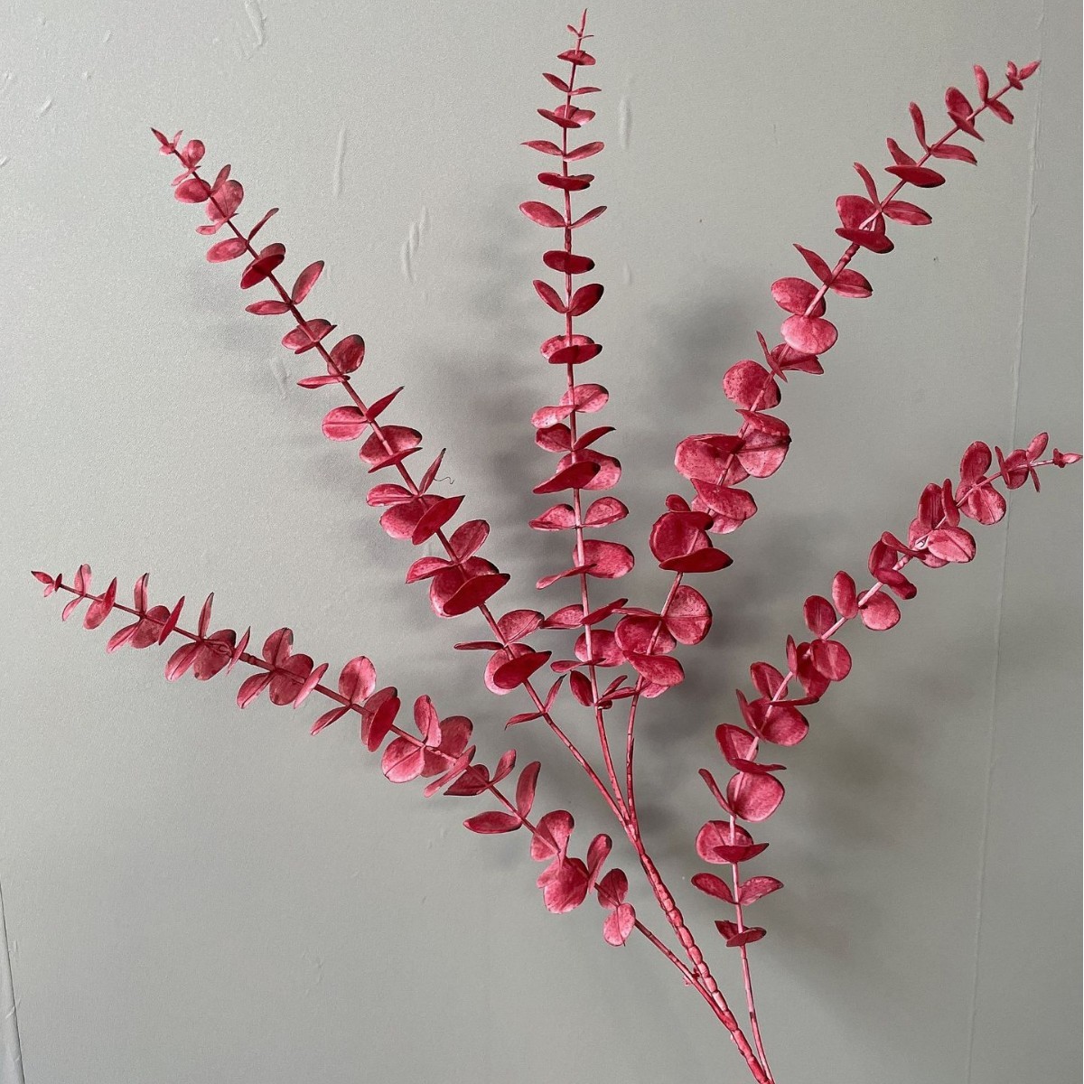 Eucalipto rojo oscuro