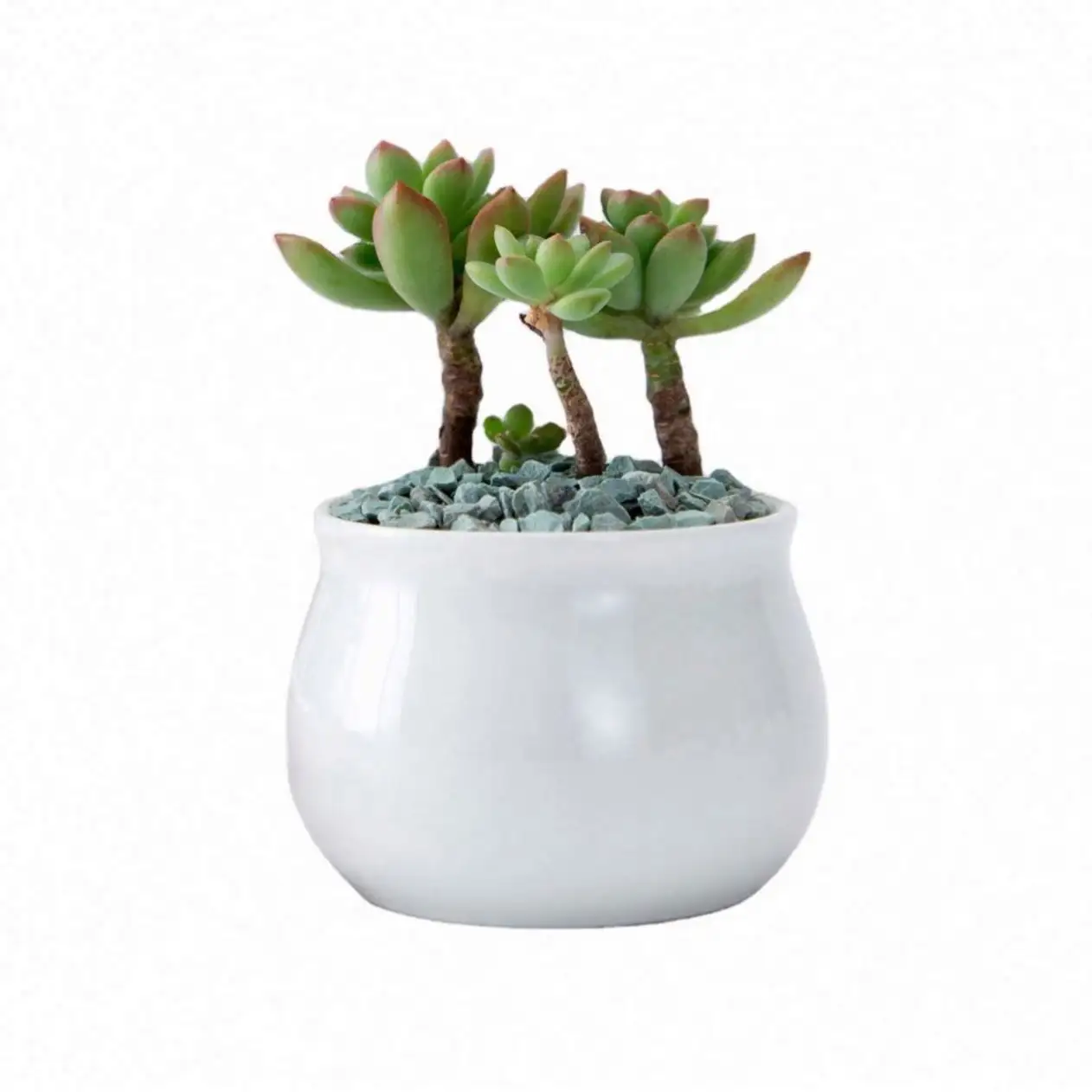 Testa all'ingrosso di porcellana a forma di plastica mezzo tondo in ceramica poco profonda riciclata messicana grande vaso di fiori succulento interno
