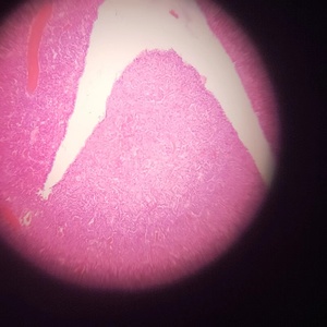 Sinh viên kính hiển vi chuẩn bị Slide mô học trượt cho học tập động vật mô học hypophysis của lợn sec kính hiển vi trượt - Product Image 3