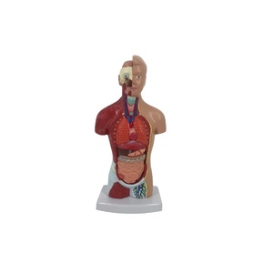 26cm Detachable PVC <strong>Human</strong> Torso Anatomical Model with 15 Parts for Medical Science - Product Image 1