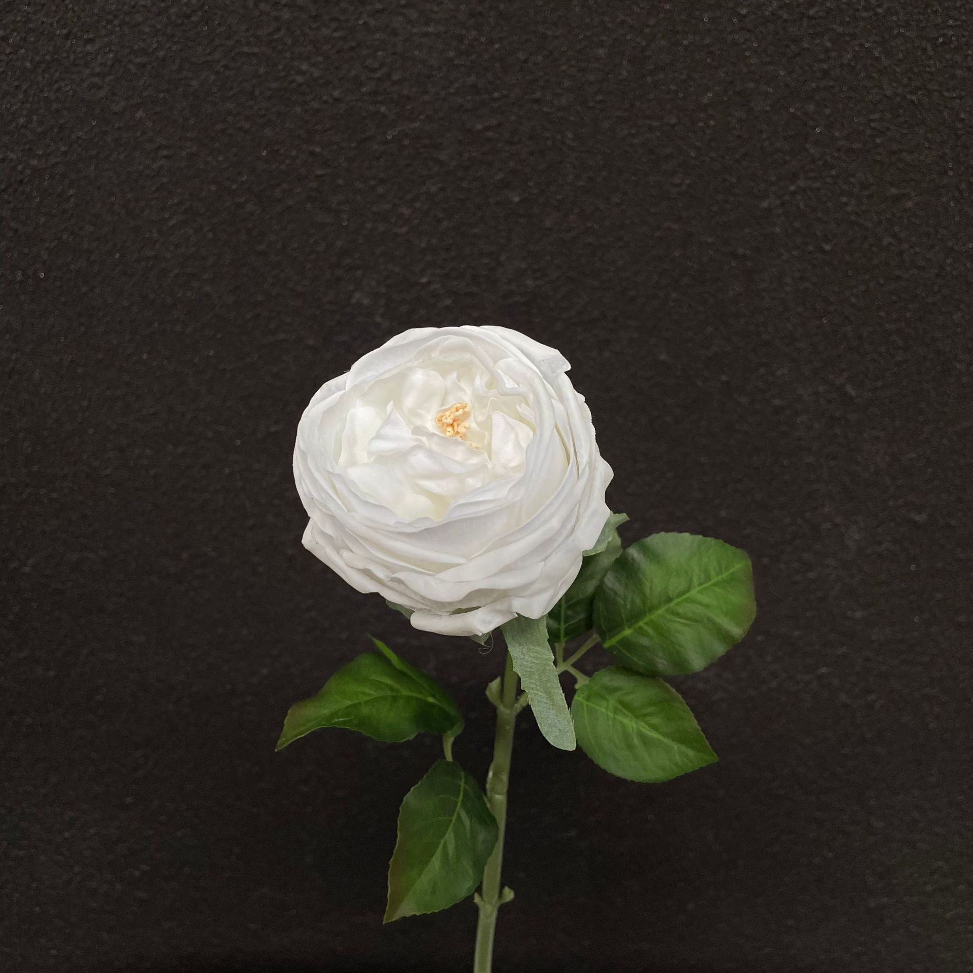 Rose d'Austin au toucher blanc