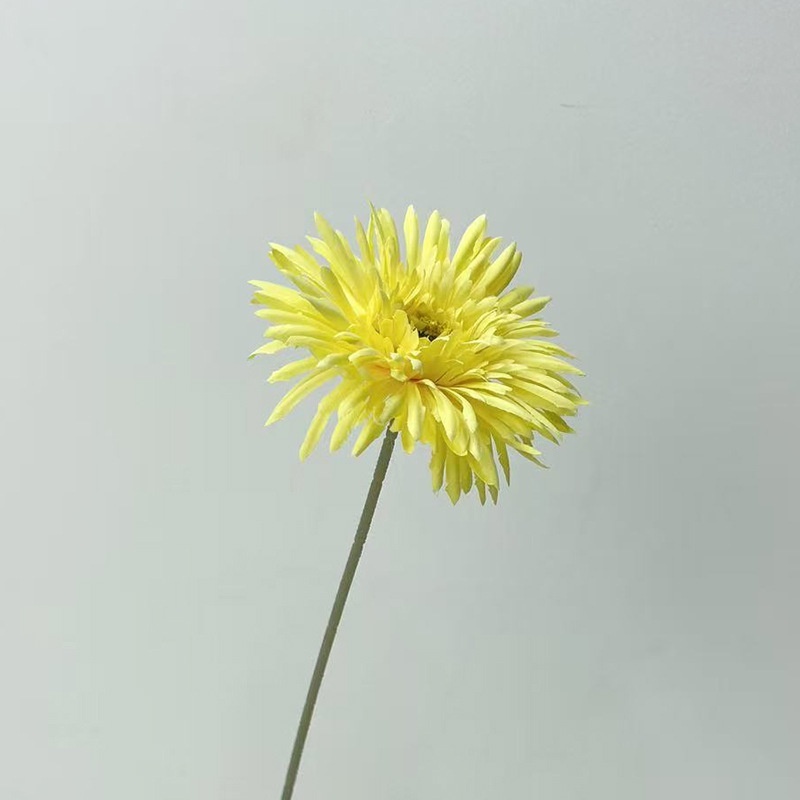 Crisantemo amarillo
