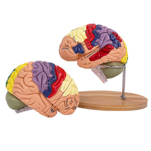 Detachable Human Anatomy <strong>Brain</strong> Model the <strong>Functional</strong> Localization Model of Cerebral Cortex - Product Image 5