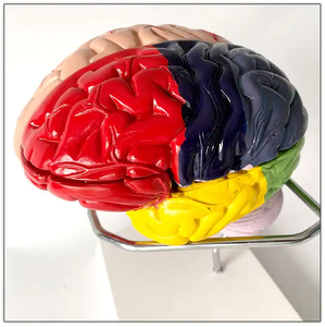 Scienza medica modello di cervello umano funzione di divisione del colore differenziazione struttura del cervello modello di anatomia vascolare - Product Image 4