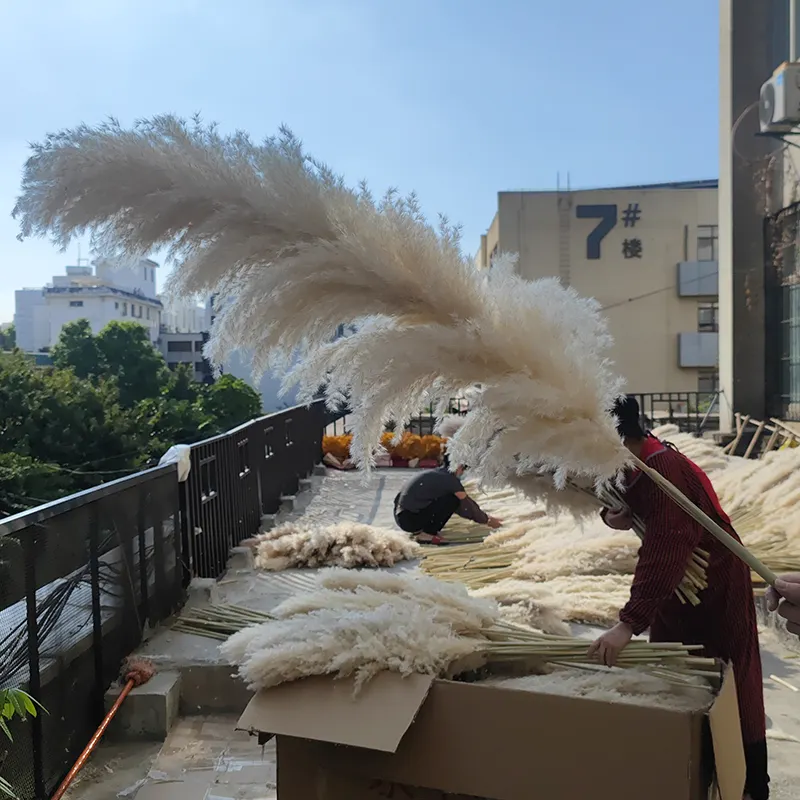 Herbe de pampas blanche artificielle séchée multicolore moelleuse grande herbe de pampa mariage décoration de la maison fleurs