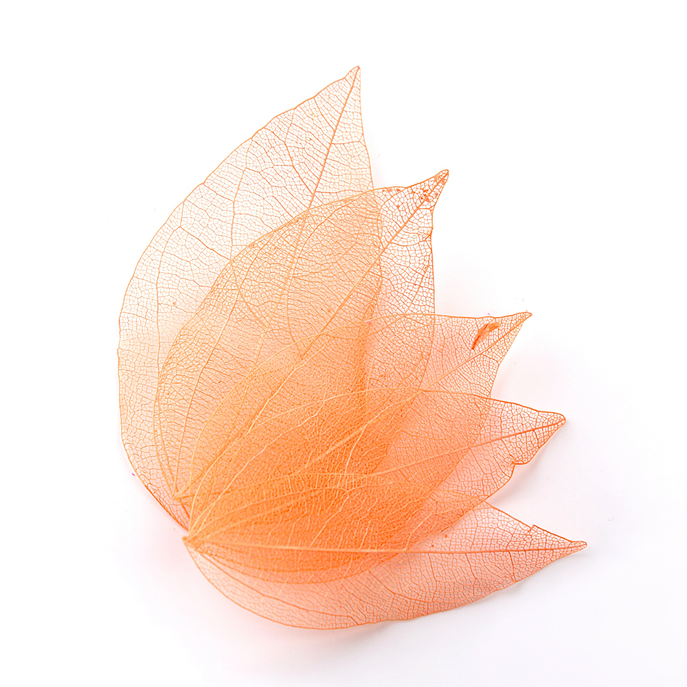 Orange Skeleton Leaves