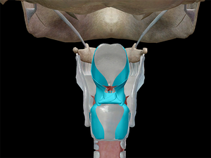 Integrate the Knowledge of <strong>Human</strong> Anatomy 3D Body Hd Digital <strong>Human</strong> Virtual Anatomage Table - Product Image 4