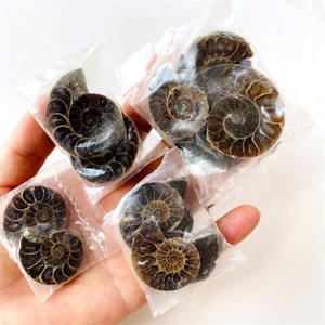 Fósil de conchas de amonita Natural para colección de decoración, gran oferta - Product Image 5