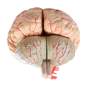 Lebensgroßes 3D-Modell für medizinische Anatomie Modell des menschlichen Gehirns 9-teilig für die Unterrichts anzeige - Product Image 6