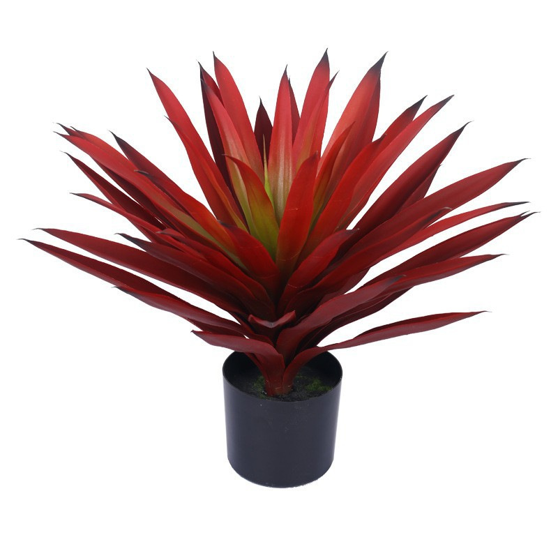 Agave Rouge Petite Taille 50cm