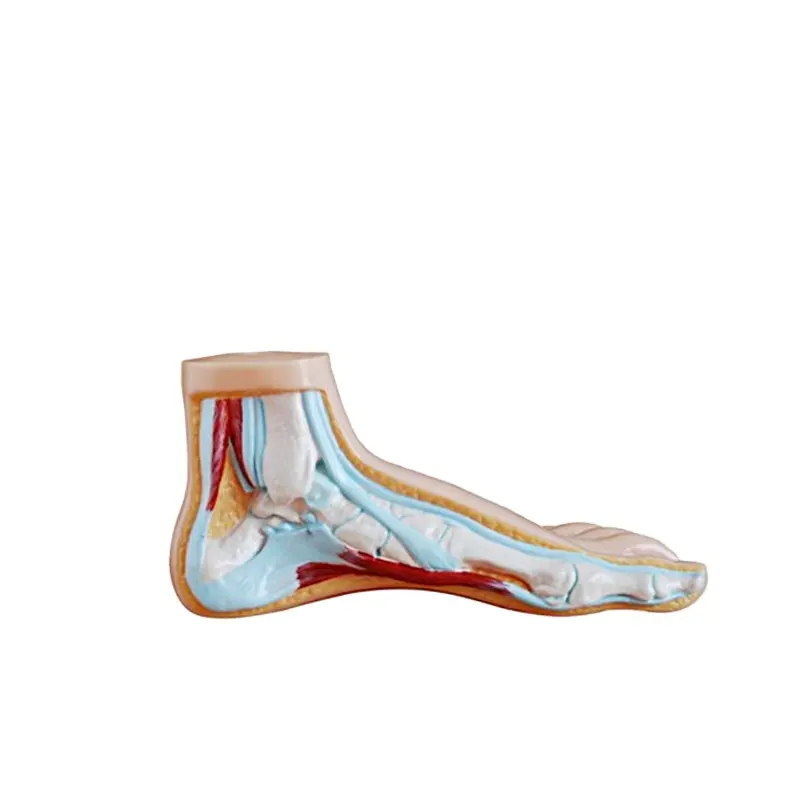 HC-S274 Normal foot/flat foot/arched foot model,Medical Human Anatomical foot model